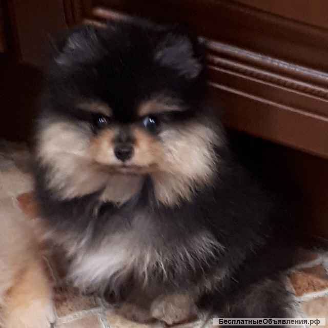 Шпицы черно-подпалого окраса