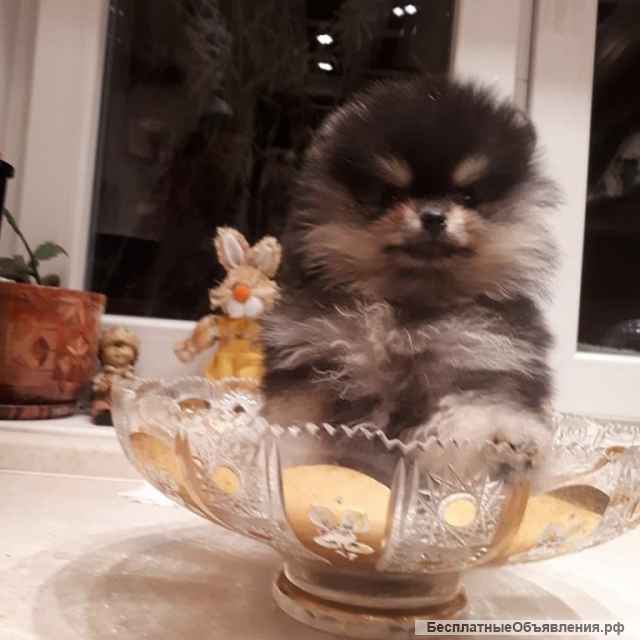 Шпицы черно-подпалого окраса