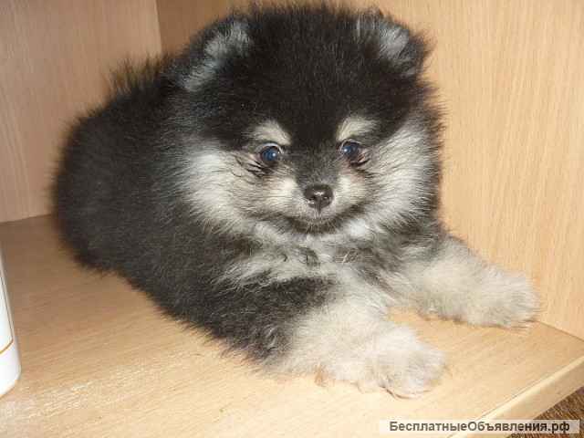 Шпицы черно-подпалого окраса