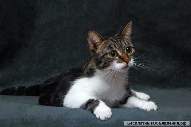 Милая кошка Вишня в добрые руки