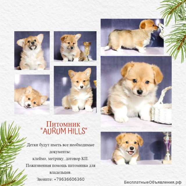 Вельш Корги Пемброк