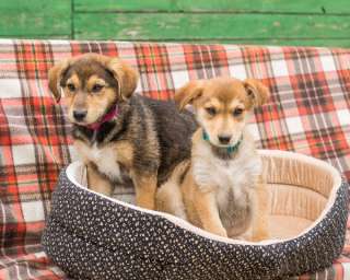 Очаровательные девочки Мишель и Мира в добрые руки