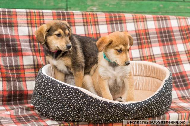 Очаровательные девочки Мишель и Мира в добрые руки