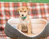 Очаровательные девочки Мишель и Мира в добрые руки