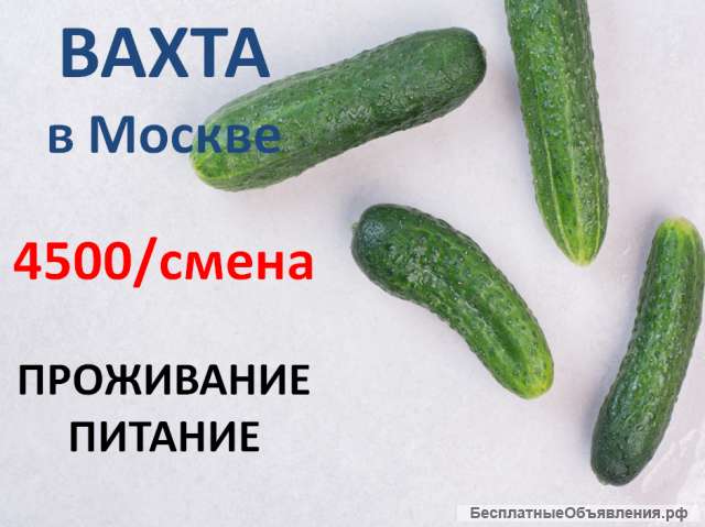Сборщик-Упаковщик огурцов Вахта с Проживанием
