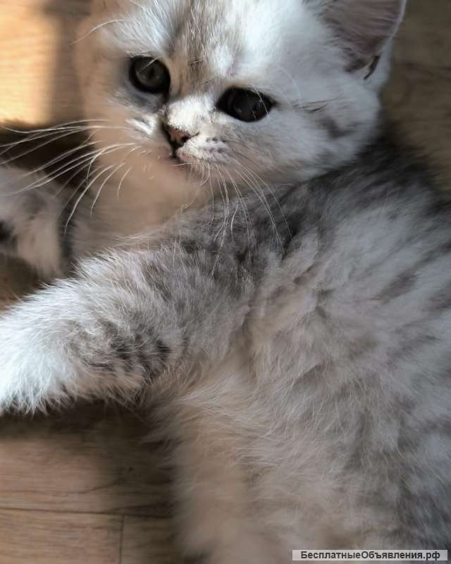 Шотланские котята Брид класса