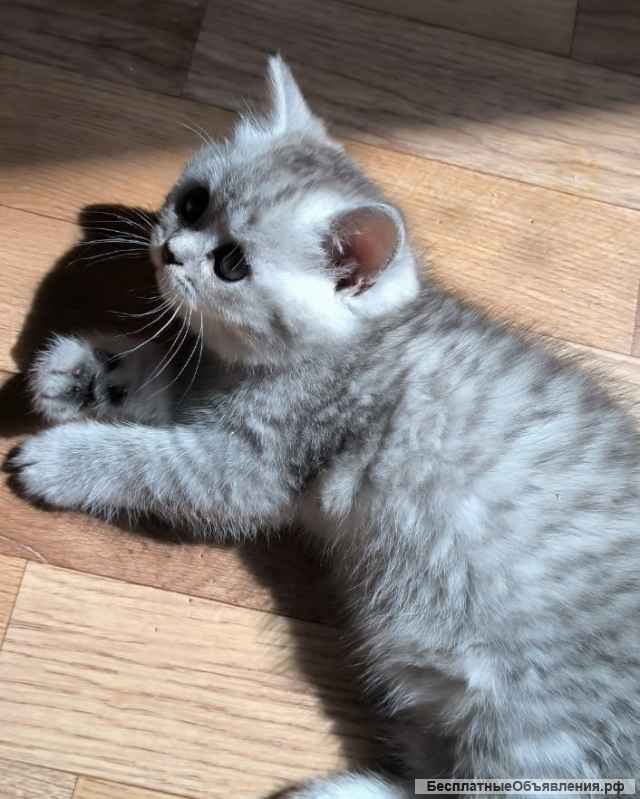 Шотланские котята Брид класса