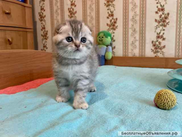 Шотланские котята Брид класса