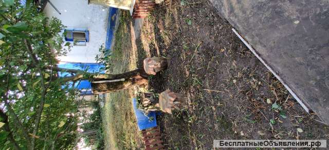 Дом 23,2 м2 на участке 30 соток