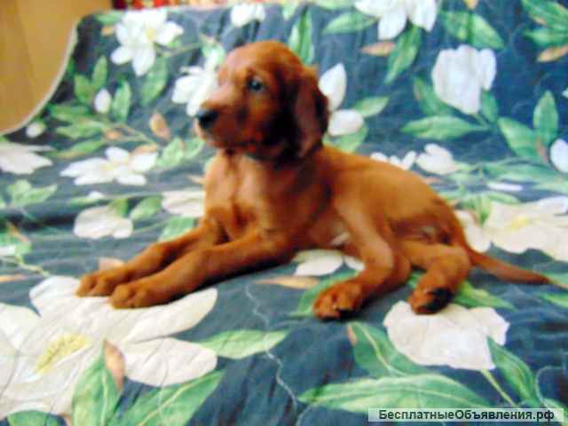 Щенки сеттера