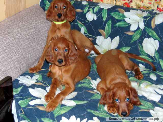 Щенки сеттера