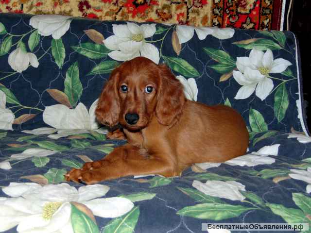 Щенки сеттера
