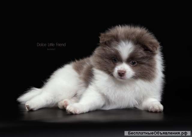 Мальчик померанского шпица