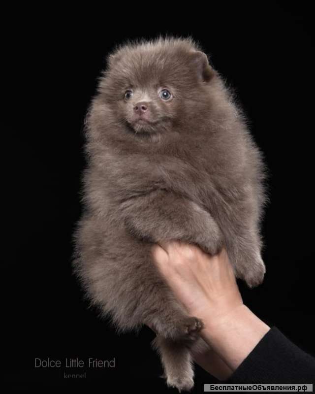 Девочка- помераночка лилового окраса