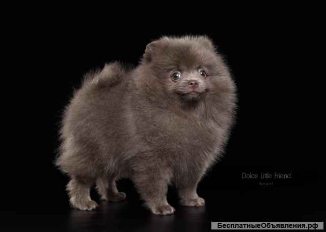 Девочка- помераночка лилового окраса