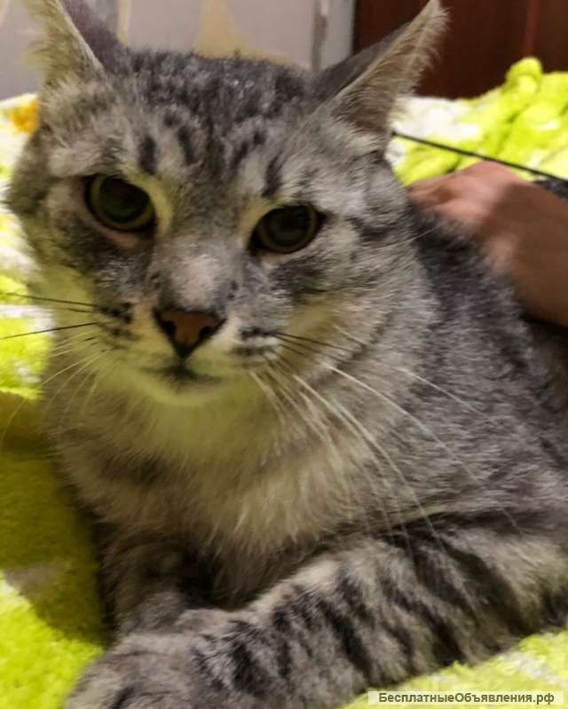 Котик Тёма в добрые руки