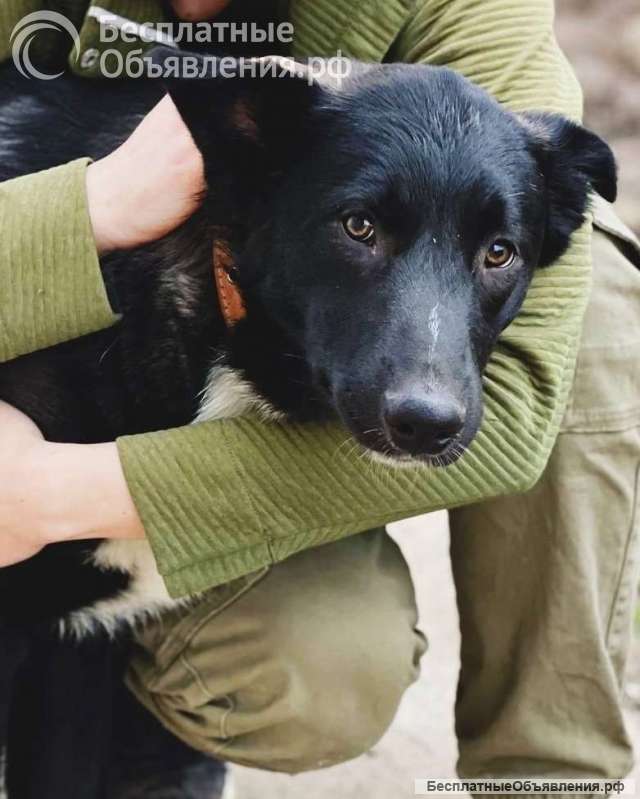 Замечательный щенок Малыш в самые добрые руки