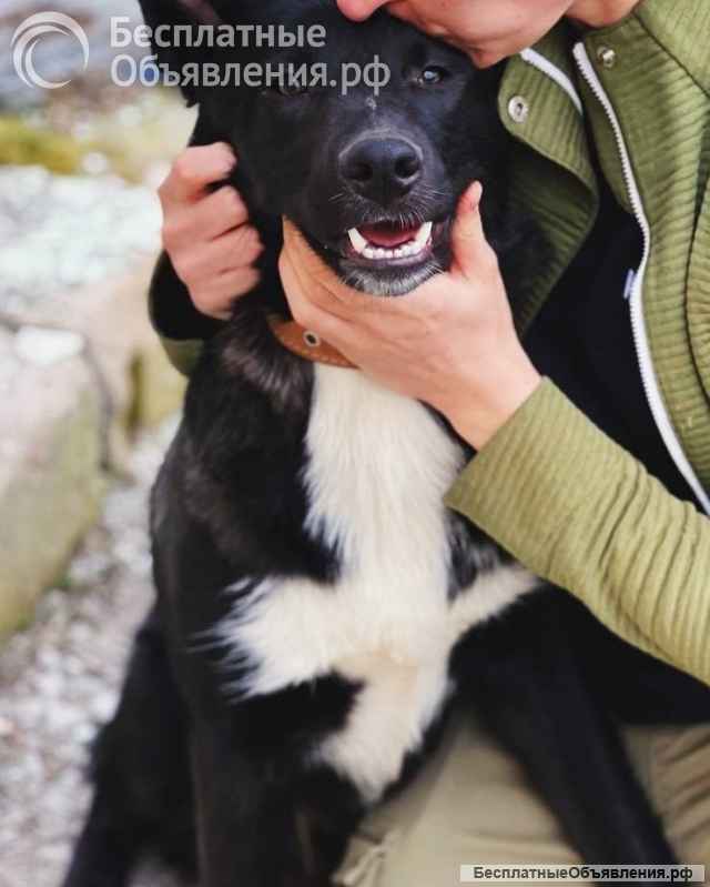 Замечательный щенок Малыш в самые добрые руки