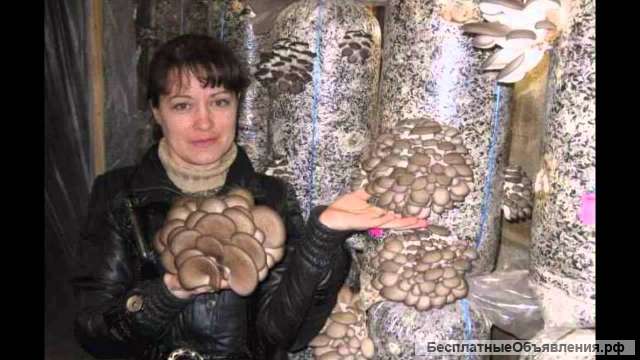Субстрат (грунт) для выращивания грибов
