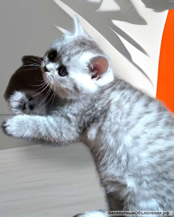 Шотландский котёнок Брид класса