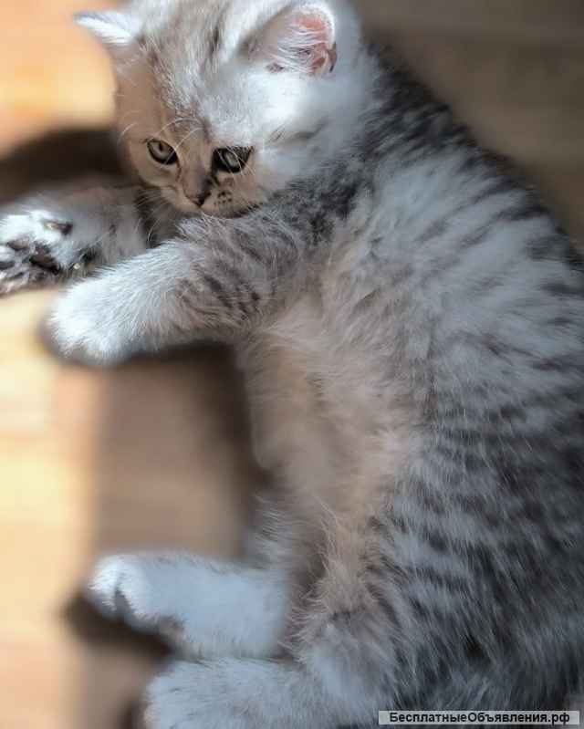 Шотландский котёнок Брид класса