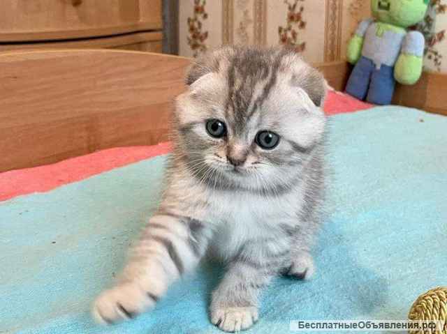 Шотландский котёнок Брид класса