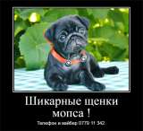 Щенки мопса