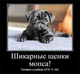 Щенки мопса