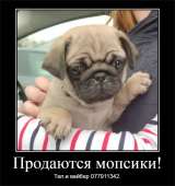 Щенки мопса