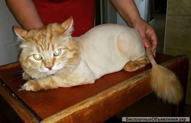 Стрижка котов на с выездом на дом