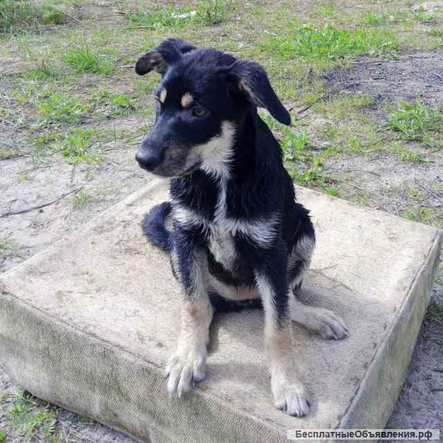 Очень красивые щенки в добрые руки