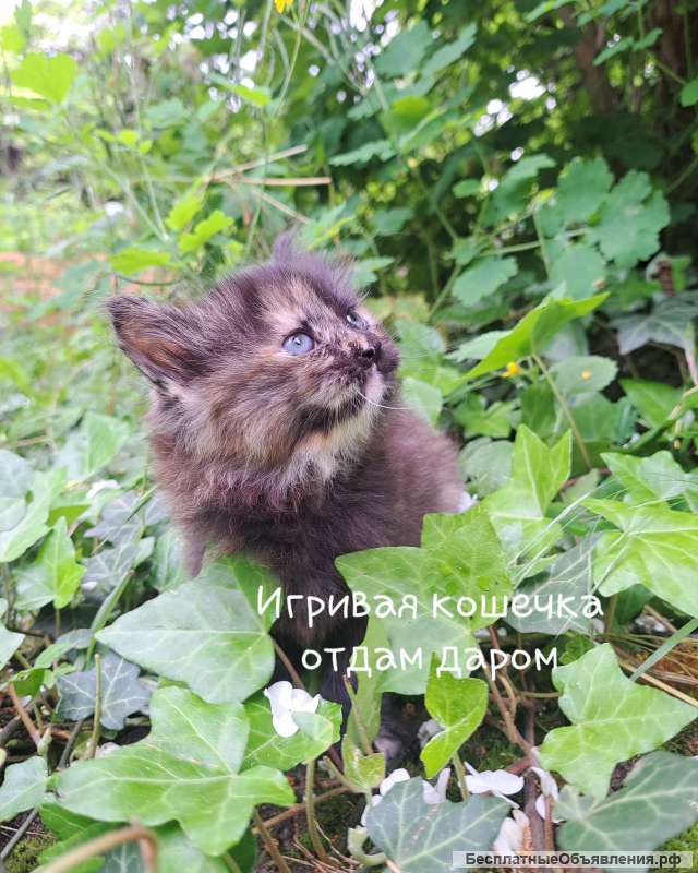 Отдам котят в добрые руки