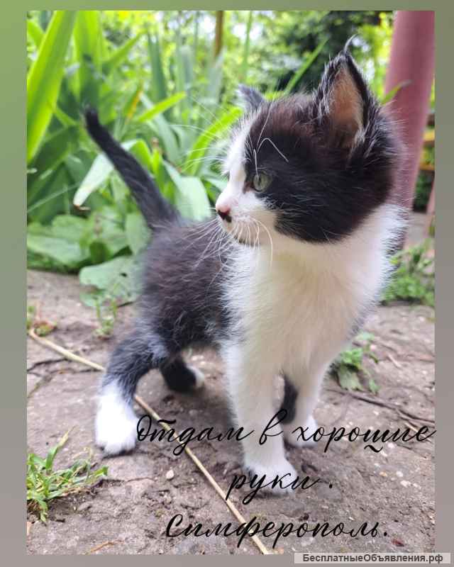 Отдам котят в добрые руки