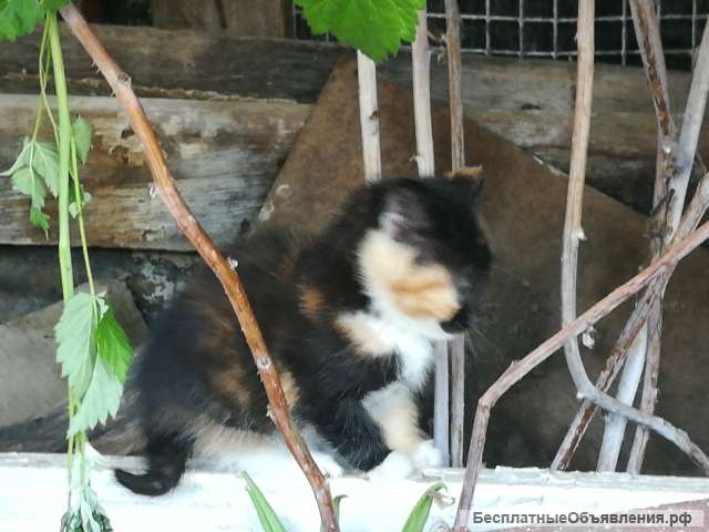Котята