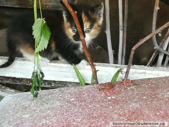 Котята