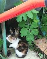 Котята