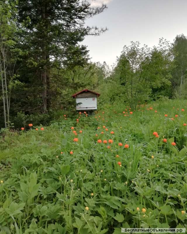 Пасека в Горном Алтае