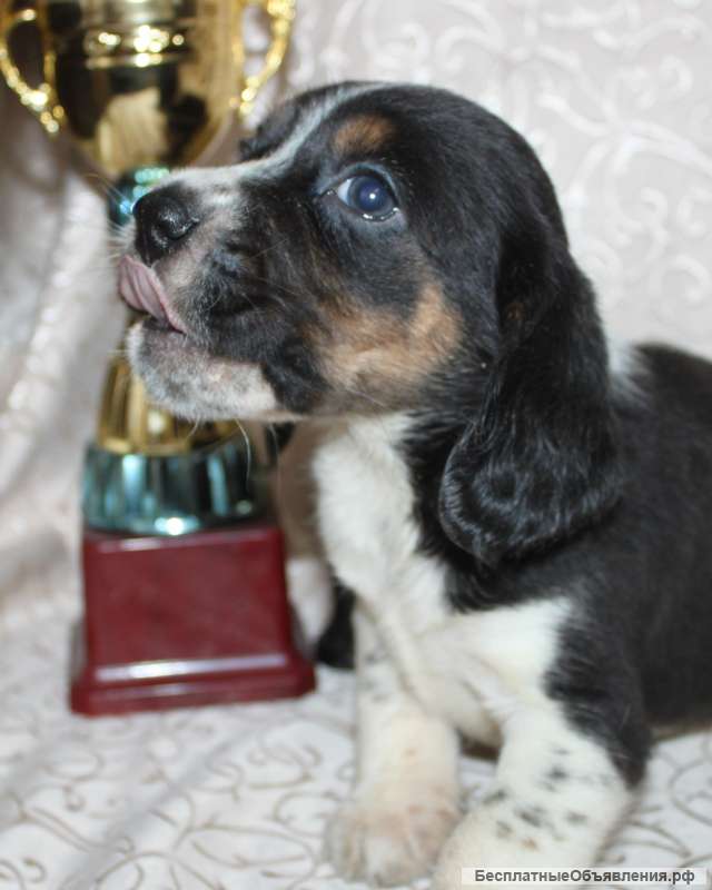 Щенки Бигля