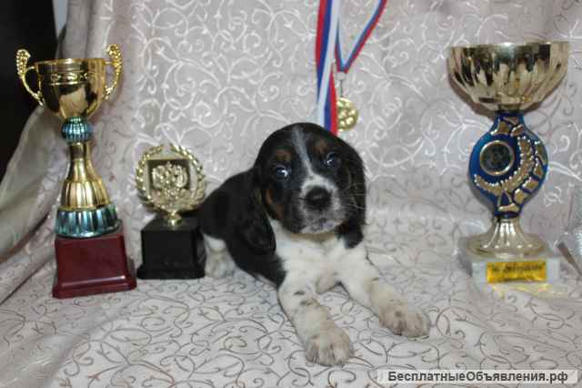 Щенки Бигля