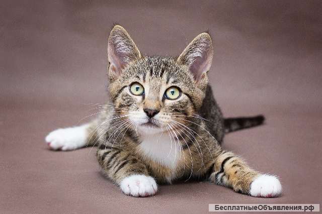 Задорный котенок Тигренок в добрые руки
