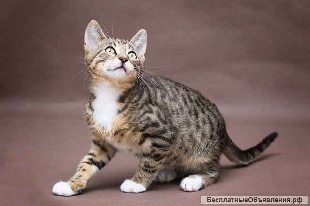 Задорный котенок Тигренок в добрые руки