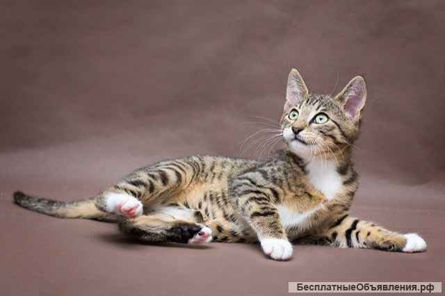 Задорный котенок Тигренок в добрые руки