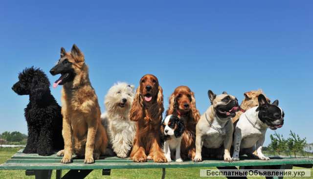 Выгул собак