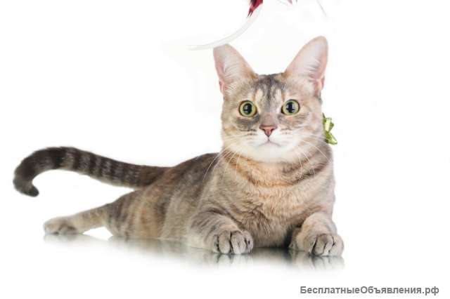 Очаровательная кошка Маруся в добрые руки