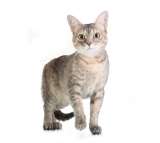 Очаровательная кошка Маруся в добрые руки