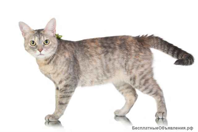 Очаровательная кошка Маруся в добрые руки