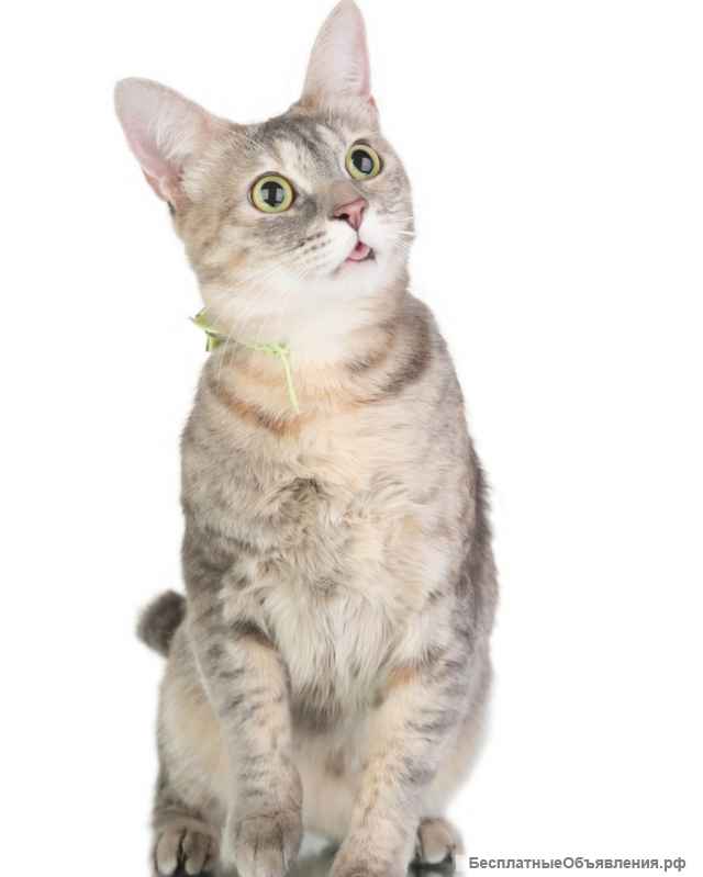 Очаровательная кошка Маруся в добрые руки