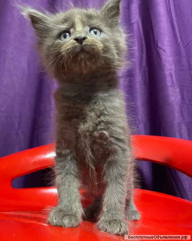 Котята Породы Мейн Кун