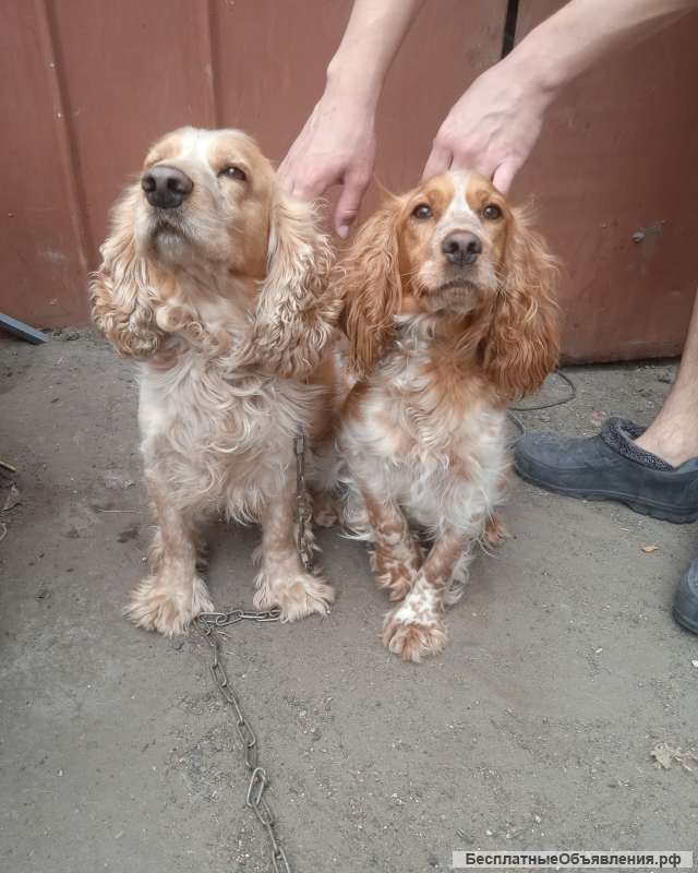 Щенят охотничьего спаниэля