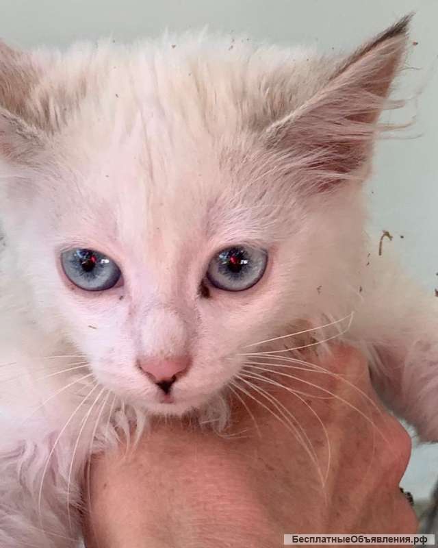 Котята в дар